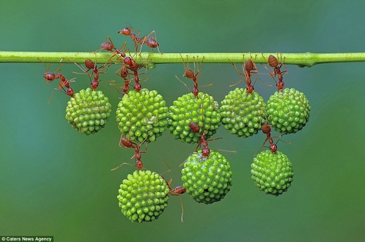 Đàn kiến treo người trên cành cây và hợp sức với nhau để vận chuyển hạt cây xấu hổ có kích lớn hơn chúng nhiều lần về tổ.