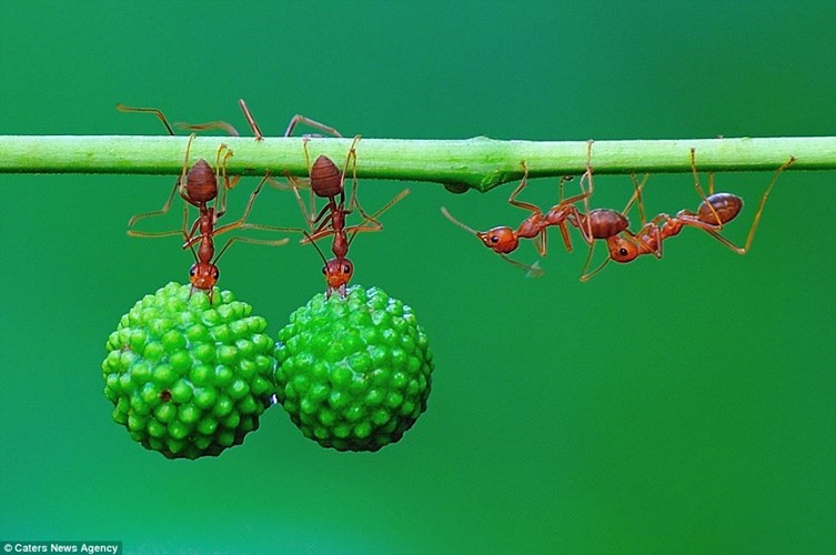 Hai con kiến thợ tới giúp đỡ 2 thành viên khác trong đàn kiến đỏ vận chuyển hạt về tổ.
