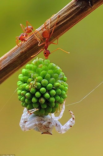 Hai chú kiến hợp sức vận chuyển một hạt nhưng phía dưới hạt lại có một con nhện trắng bám vào. 