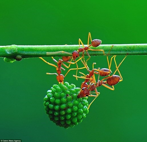 Bôn con kiến cùng nhau hợp sức đưa hạt về tổ.
