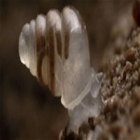 10 loài ốc sên có khả năng 'siêu phàm'