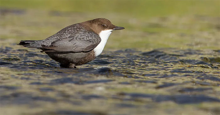 Loài chim sẻ có kĩ năng 'ngụp lặn' siêu hạng, chuyên kiếm ăn dưới nước