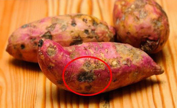 Những vết đốm đen trên khoai lang mọc mầm gây hại cho sức khỏe con người