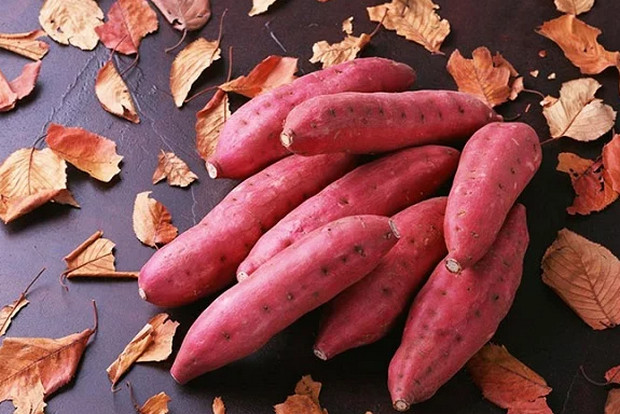 Cách bảo quản khoai lang tránh mọc mầm 