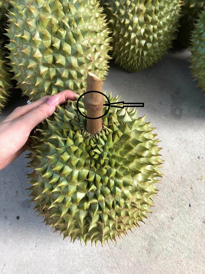 Cuống sầu riêng tươi, còn nhựa