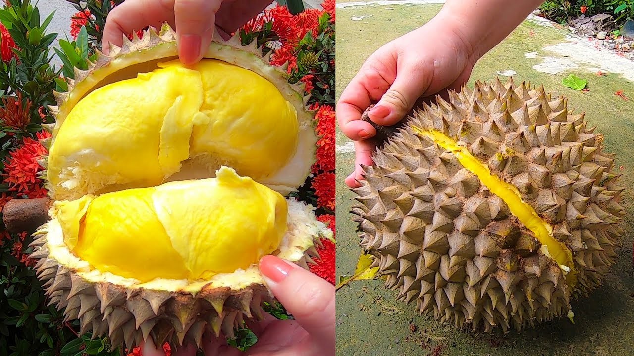 Phần eo của sầu riêng phình to, lộ rõ múi