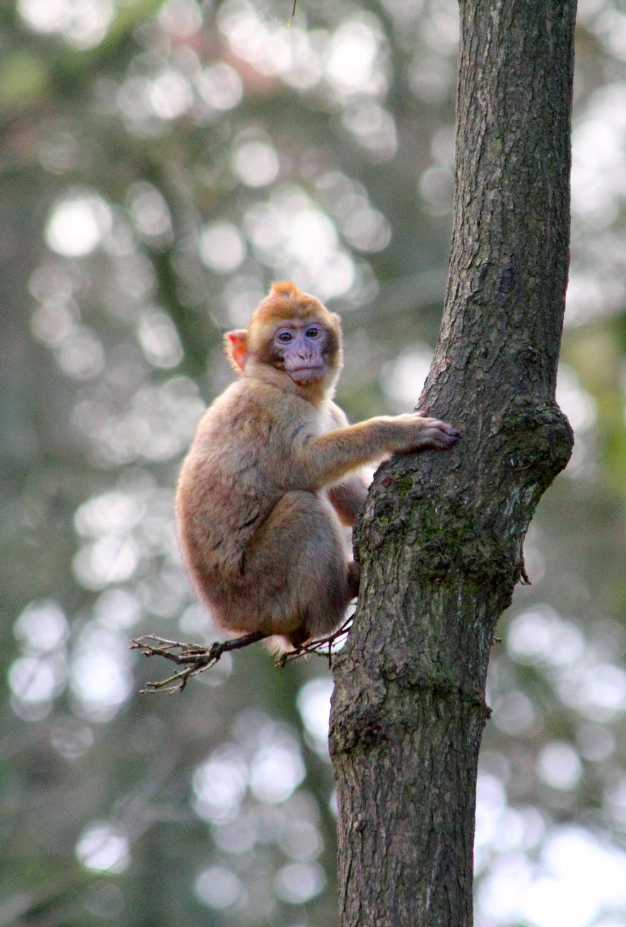  Khỉ đột có khả năng nhận ra giọng nói quen thuộc của con người 