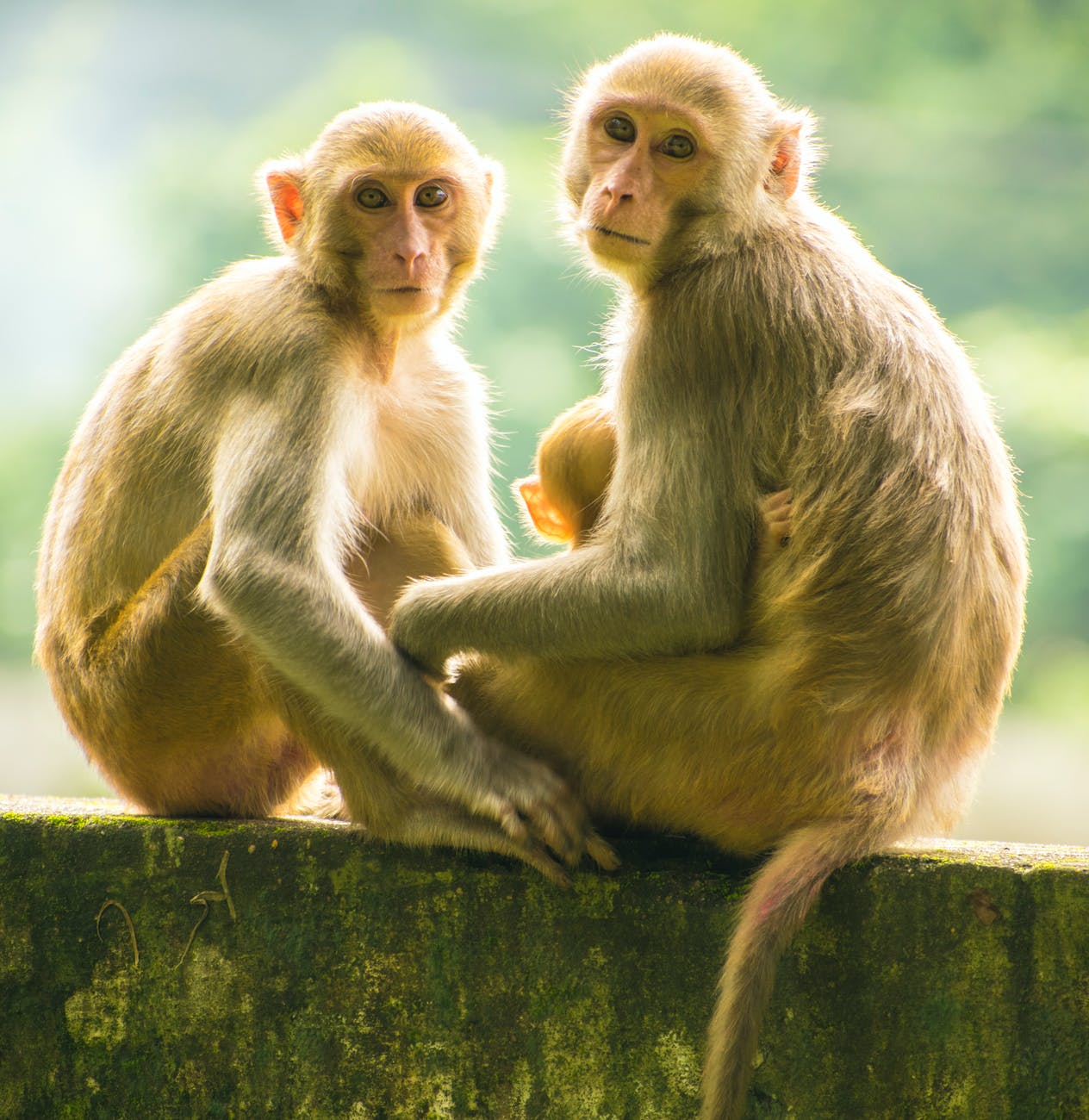 Khỉ đột có thể phân biệt giọng nói của con người