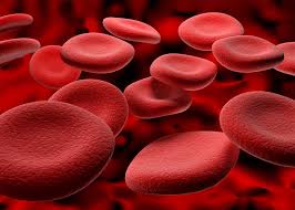 Máu có màu đỏ vì các tế bào hồng cầu chứa đầy protein