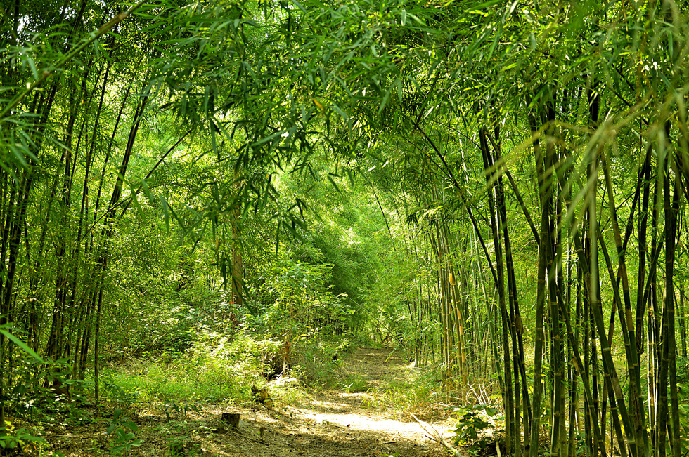 Du khách có thể trekking núi Cấm, chinh phục nóc nhà của miền Tây