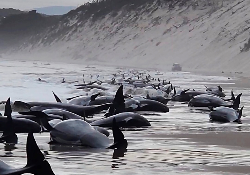 Đàn cá voi hàng trăm con mắc cạn trên bãi biển Ocean Beach, Tasmania của Úc, ngày 21/9. Nguồn: NRE Tas.