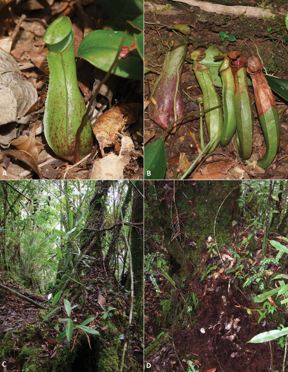 Một số hình ảnh của Nepenthes pudica - Ảnh: Martin Dančák