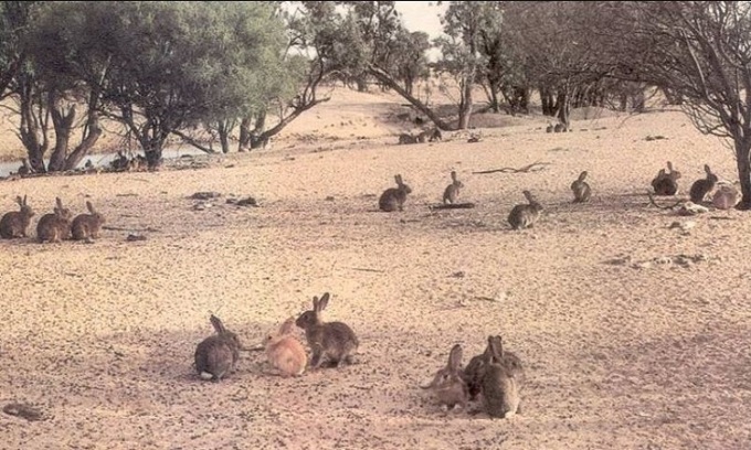 Thỏ hoang châu âu tràn lan trên khắp australia