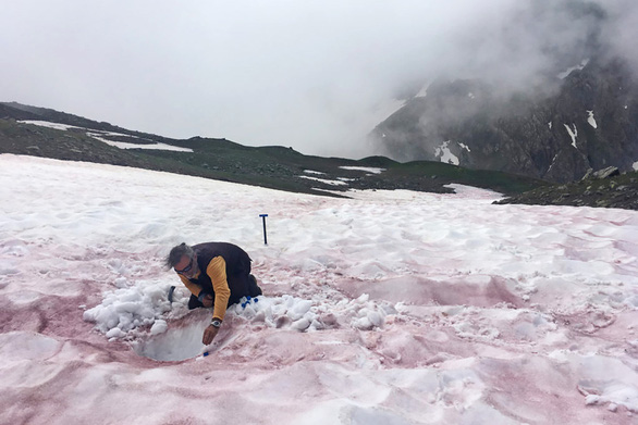 Tuyết chuyển hồng trên dãy núi Alps năm 2021 - Ảnh: NEW YORK TIMES